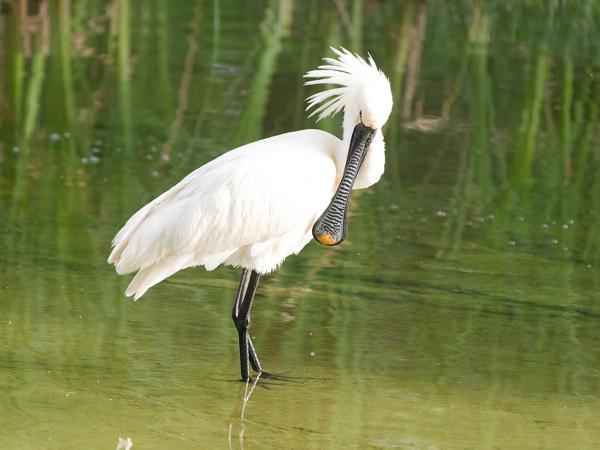 <h3><a href="/trips/extramadura/biota/animalia/chordata/aves/015 pelecaniformes/001 threskiornithidae/platalea leucorodia/platalea leucorodia-nl.html">Platalea&nbsp;leucorodia</a> / Eurasian&nbsp;spoonbill / Lepelaar</h3>OM-1 Mark II met OLYMPUS M.150-400mm F4.5, 1/2000 sec  bij F4.5, ISO 6400, afstand 27.5&nbsp;m